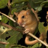 Les muscardins - ici un muscardin occidental photographié dans la région genevoise - sont des animaux discrets fréquentant les lisières de forêts bien denses.